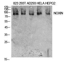 C11orf82 antibody