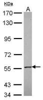 RNF23 antibody [N2C2], Internal