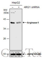 Arginase 1 antibody