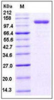 Human CD105 protein, human IgG1 Fc tag