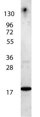 IL7 antibody (Biotin)