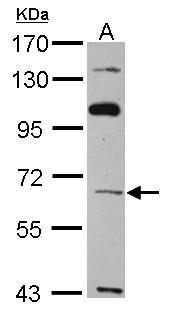 TBX4 antibody [C1C3]