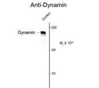 Dynamin antibody
