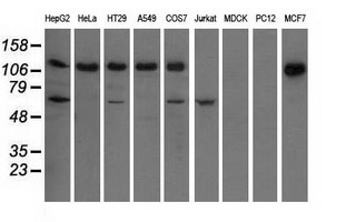 IGF2BP2 antibody [4F7]