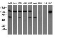 IGF2BP2 antibody [4F7]