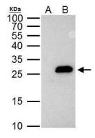 Securin antibody