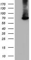 EPM2AIP1 antibody [1F11]