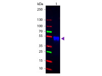 Goat Anti-Rabbit IgG antibody, pre-adsorbed (Cy2)