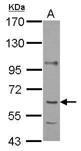 P4HA1 antibody [C1C3]