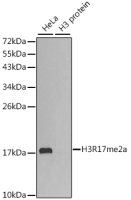 Histone H3R17me2 (di-methyl Arg17) antibody