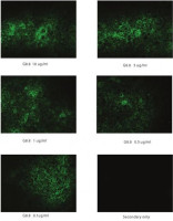 EpCAM antibody [G8.8]