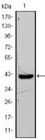 FABP4 antibody [9B8D]