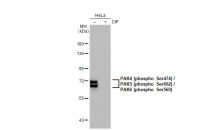PAK4 (phospho Ser474) / PAK5 (phospho Ser602) / PAK6 (phospho Ser560) antibody [GT1344]