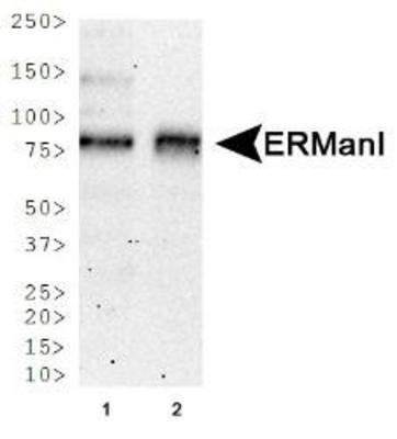 MAN1B1 antibody [3C2]