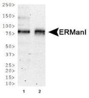 MAN1B1 antibody [3C2]