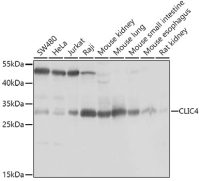 CLIC4 antibody