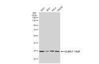 ELAVL1 / HuR antibody [GT1182]