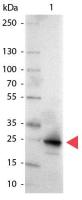 GFP antibody (AP)