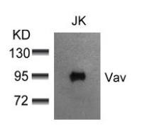 VAV1 antibody