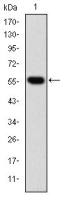 TCP1 beta antibody [5B5F5]