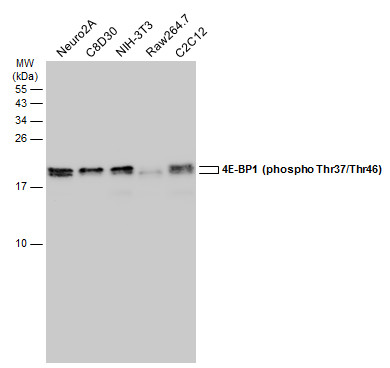 4E-BP1 (phospho Thr37/Thr46) antibody