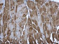 PUS1 antibody [N2C3]