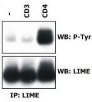 LIME antibody [LIME-06] (PE)