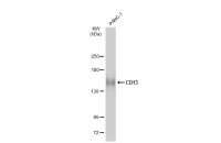 CD13 antibody