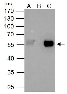 TAF7 antibody