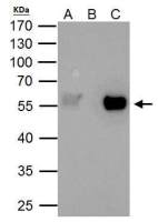 TAF7 antibody