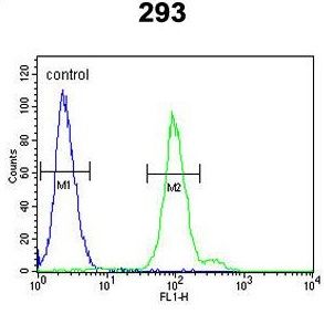 Factor B (Bb fragment) antibody, Internal