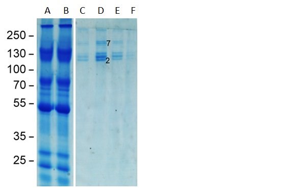 C3 antibody [M68]
