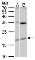 MAFF antibody