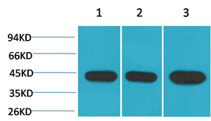 alpha Smooth Muscle Actin antibody [1E12]