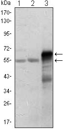 ETS1 antibody [10D2]