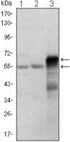 ETS1 antibody [10D2]
