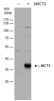 MCT2 antibody