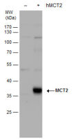 MCT2 antibody