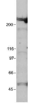 EP300 antibody [RW109]