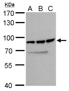 DDX18 antibody