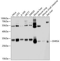 DHRS4 antibody