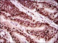 Twist1 antibody [10E4E6]