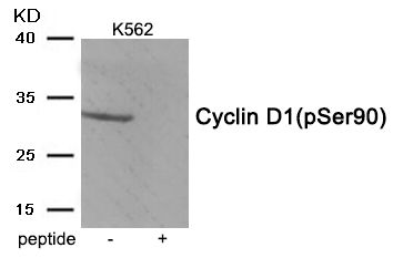 Cyclin D1 (phospho Ser90) antibody
