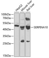 SERPINA10 antibody