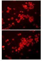 CD11b antibody [3V29]