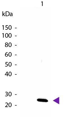 IL27 antibody (Biotin)