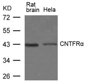 CNTFR alpha antibody