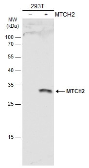 MTCH2 antibody