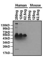 Apolipoprotein A1 antibody [311]