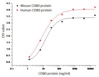 Mouse CTLA4 protein, His tag